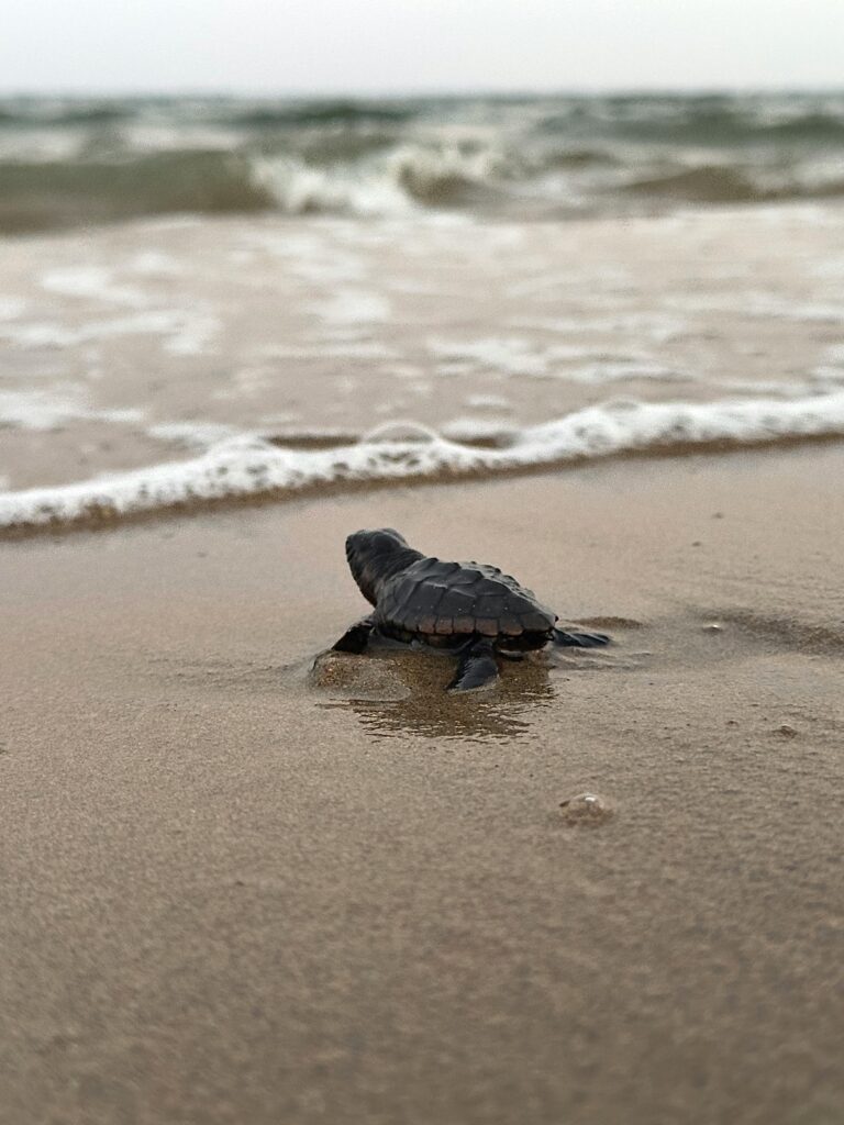 A young sea turtle makes its way to the ocean, symbolizing new beginnings.